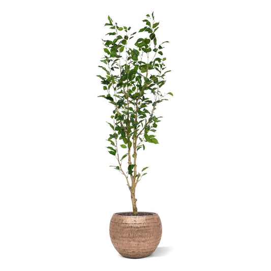Ficus Exotica Kunstplant NT 150cm