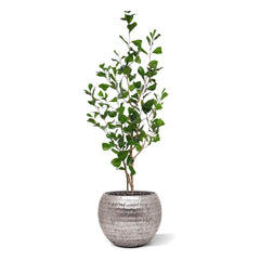 Ficus Triangularis Kunstplant 120cm