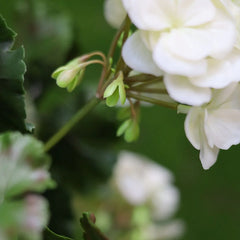 Artificial Geranium column plant 120cm UV creamy-white