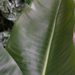 Strelitzia Nicolai XL Kunstpalm 125cm