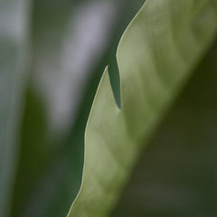 Strelitzia Nicolai XL Kunstpalm 125cm