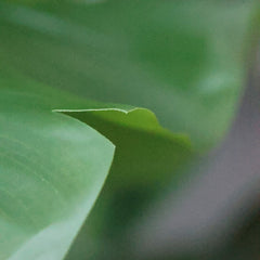 Strelitzia Nicolai XL Kunstpalm 155cm