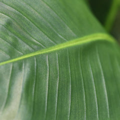 Strelitzia Nicolai deluxe Kunstpalm 170cm in pot