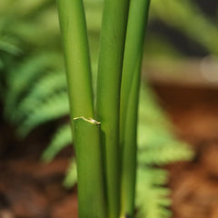 Strelitzia Nicolai deluxe Kunstpalm Bush 110cm