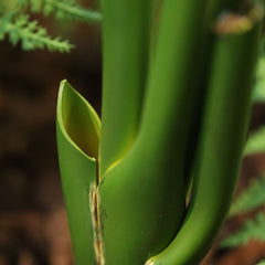 Strelitzia Nicolai deluxe Kunstpalm Bush 160cm