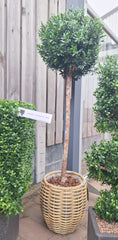 Art outdoor Boxwood ball on trunk 110 cm UV protected