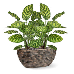 Calathea Makoyana kunstplant 60cm