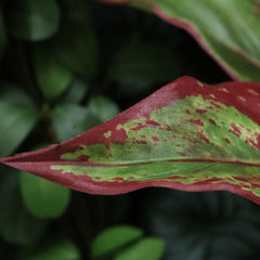 Aglaonema Lipstick kunstplant 35cm