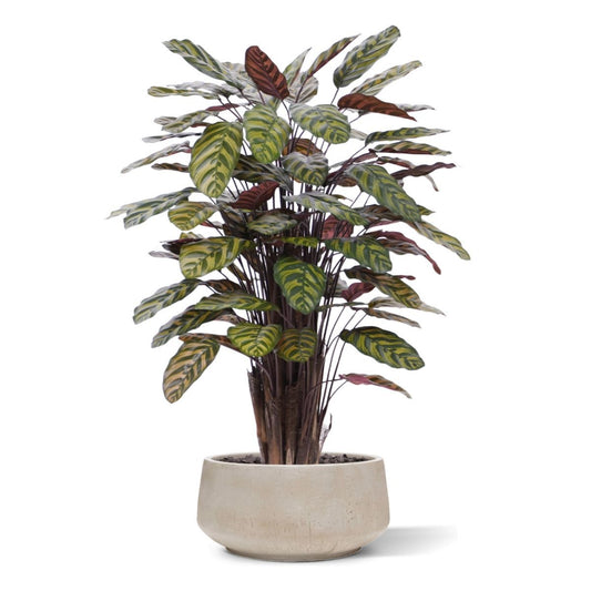 Red Calathea Makoyana kunstplant Deluxe 115cm