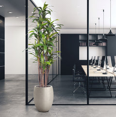 Draceana Fragrans kunstplant Deluxe 210cm