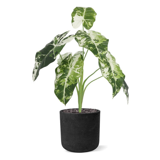 Alocasia Frydek Kunstplant Variegata 60cm