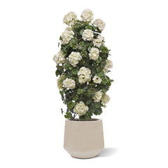 Artificial Geranium column plant 120cm UV creamy-white