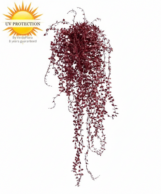 Outdoor hanging plant Callisia burgundy UV-proof