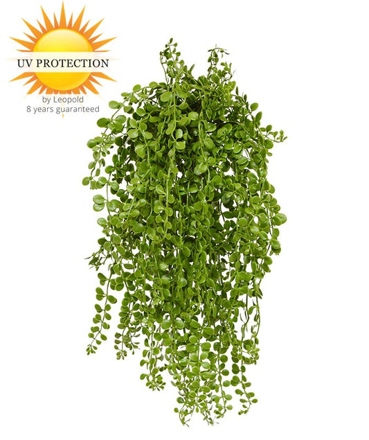 Dischidia nummularia art hanging plant 40cm UV