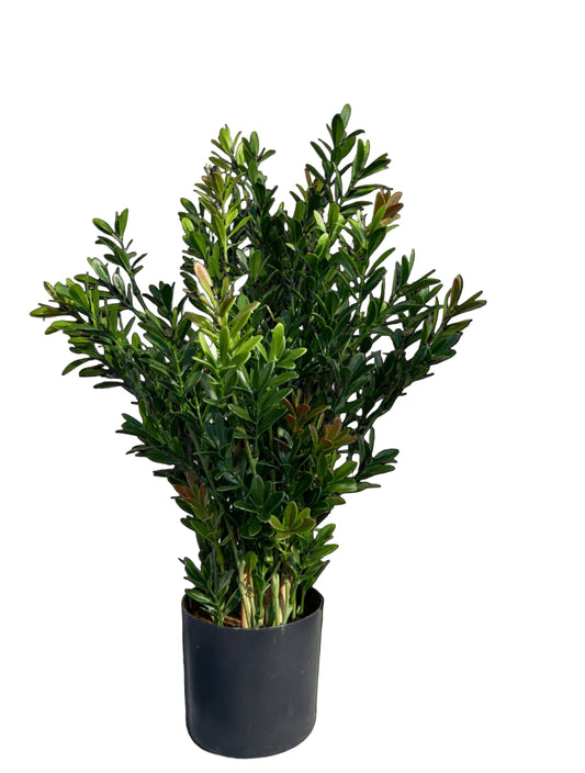 Kunstbuxus struik voor buiten 50cm UV