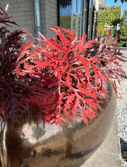 Ming Aralia burgundy branch 50cm UV