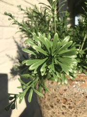 Crossostephium Branch 45 cm UV