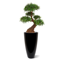 Deluxe Outdoor Art Podocarpus Bonsai x5 90 cm with UV protection