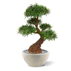 Deluxe Outdoor Art Podocarpus Bonsai x5 90 cm with UV protection
