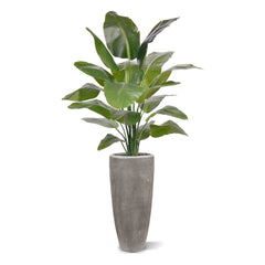 Strelitzia Nicolai XL Kunstpalm 155cm