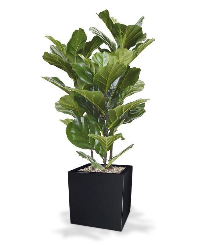 Lyrata kunstplant 95cm