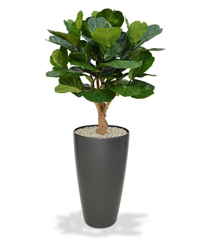 Lyrata deluxe kunstplant op stam 125cm