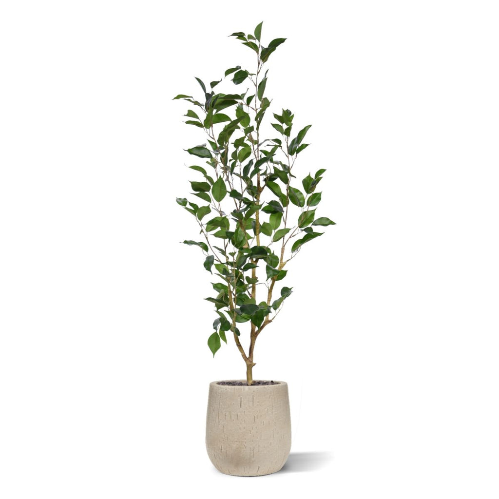 Ficus Exotica Kunstplant NT 100cm