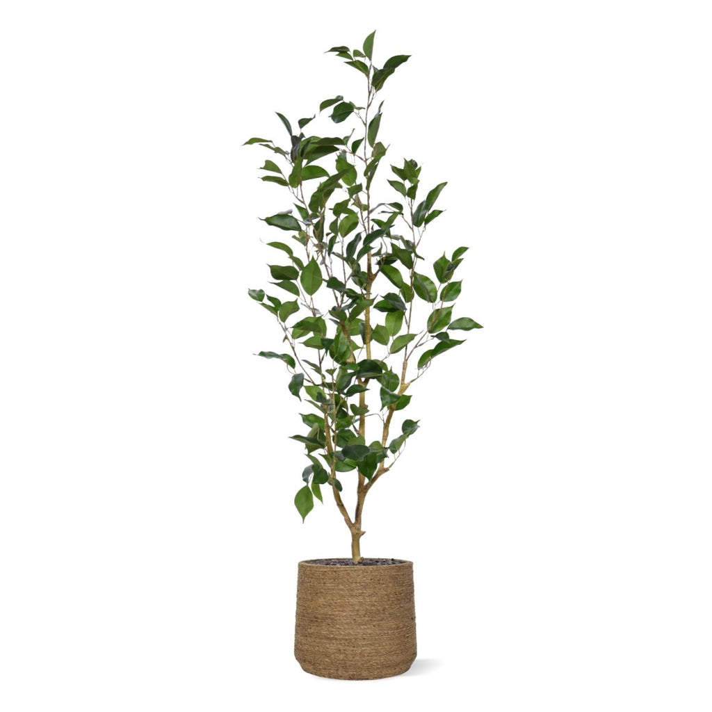 Ficus Exotica Kunstplant NT 100cm