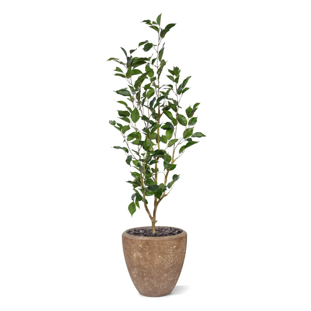 Ficus Exotica Kunstplant NT 100cm