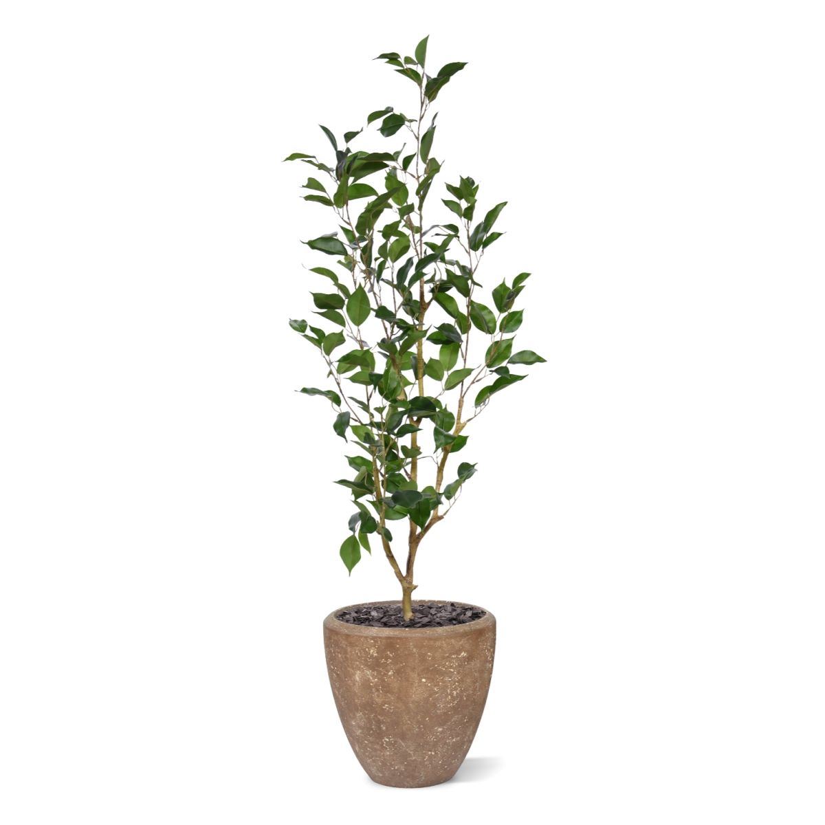 Ficus Exotica Kunstplant NT 100cm