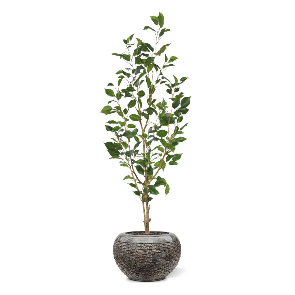 Ficus Exotica Kunstplant NT 120cm