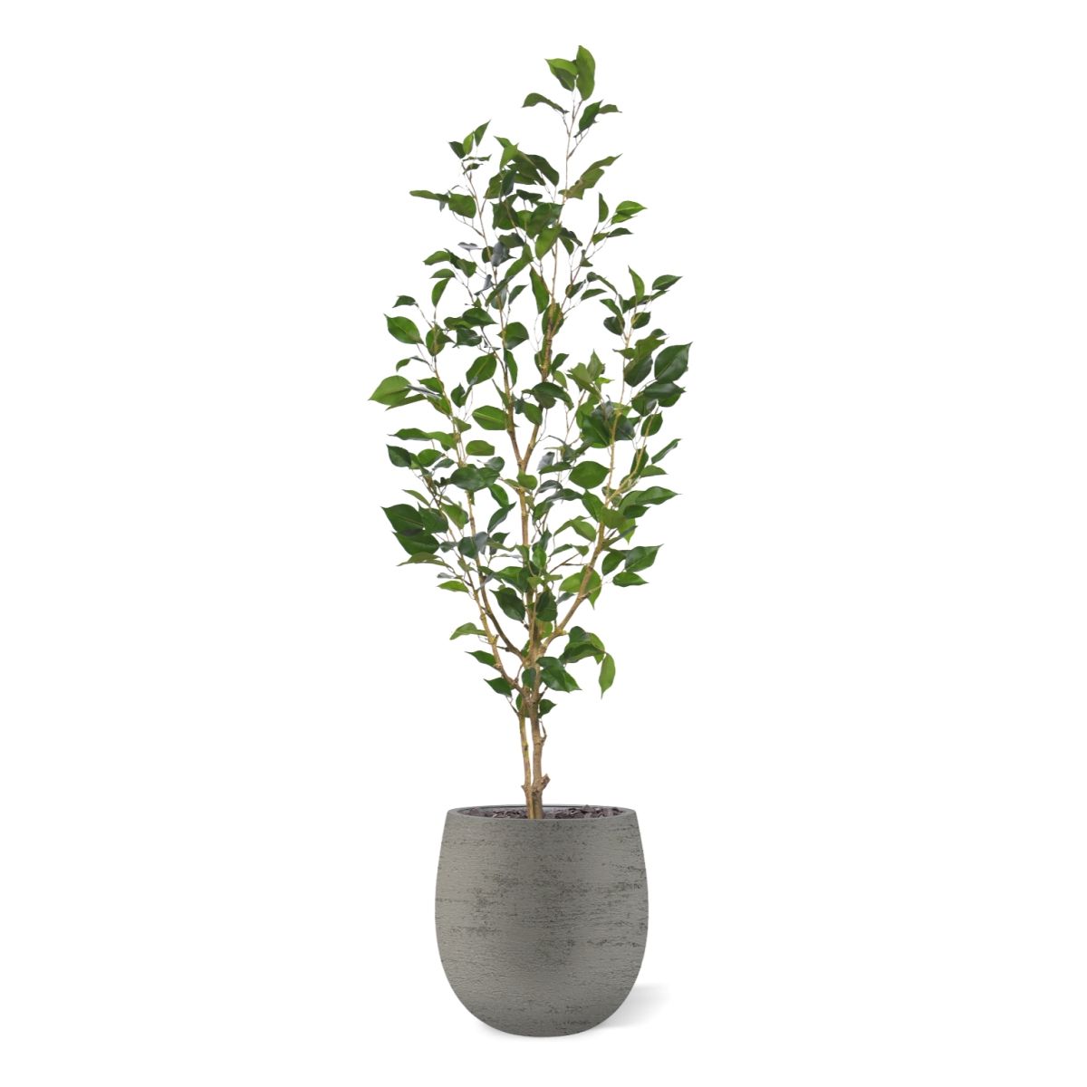 Ficus Exotica Kunstplant NT 120cm