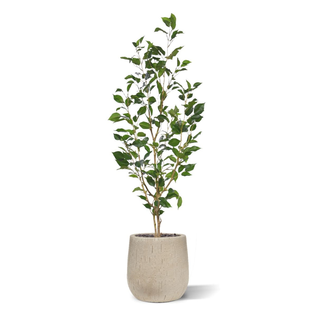 Ficus Exotica Kunstplant NT 120cm