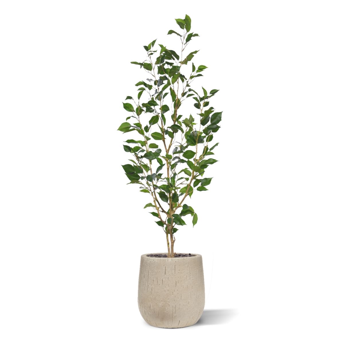 Ficus Exotica Kunstplant NT 120cm