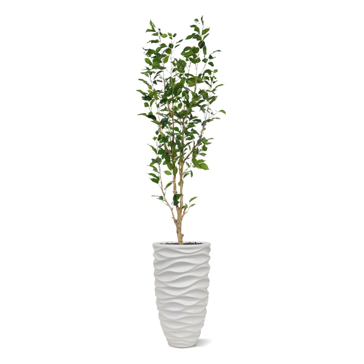 Ficus Exotica Kunstplant NT 150cm