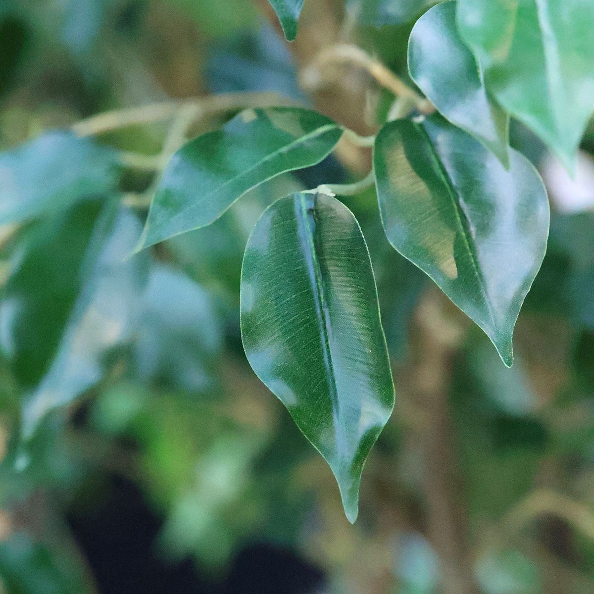 Ficus Exotica Kunstplant NT 100cm