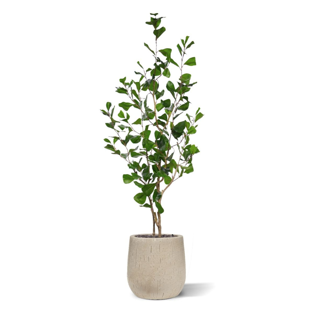 Ficus Triangularis Kunstplant 120cm