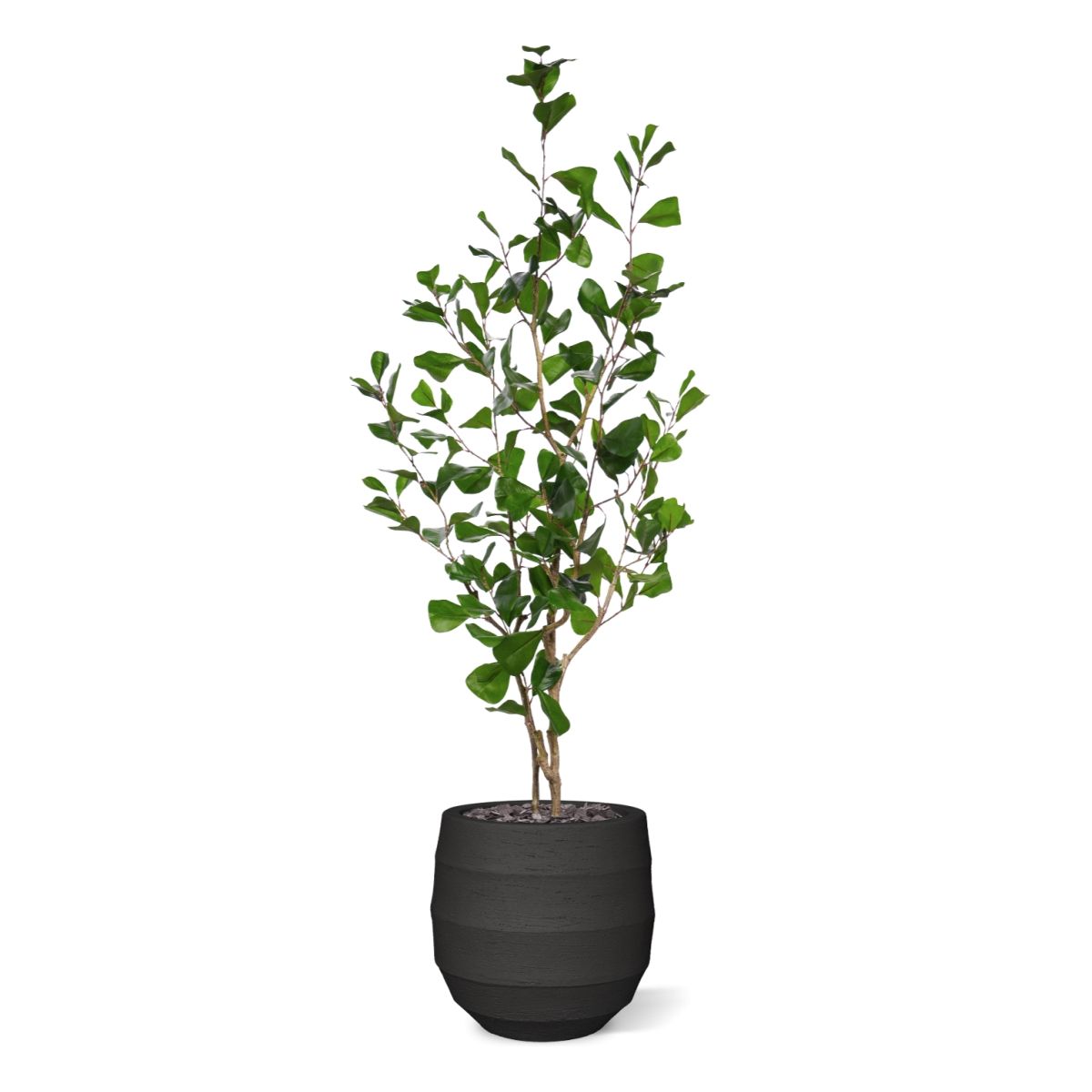 Ficus Triangularis Kunstplant 120cm