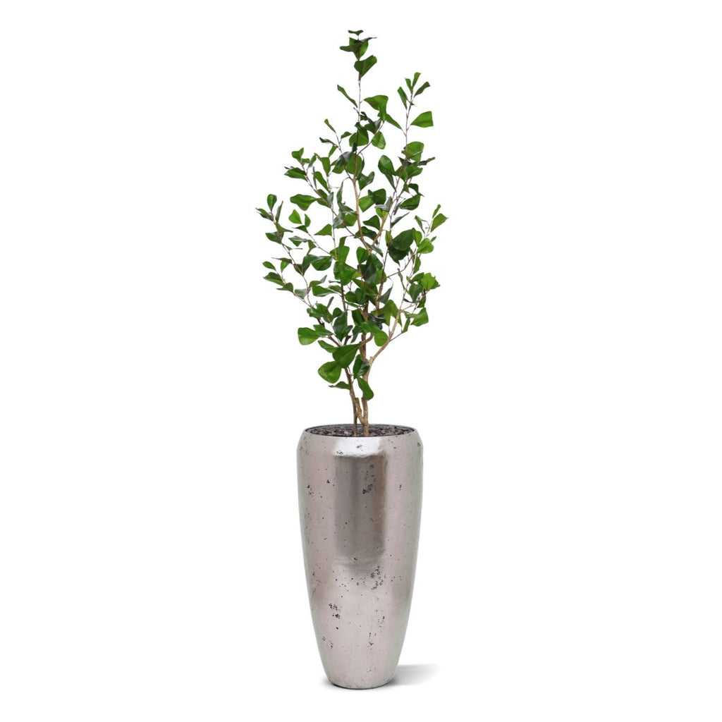 Ficus Triangularis Kunstplant 120cm