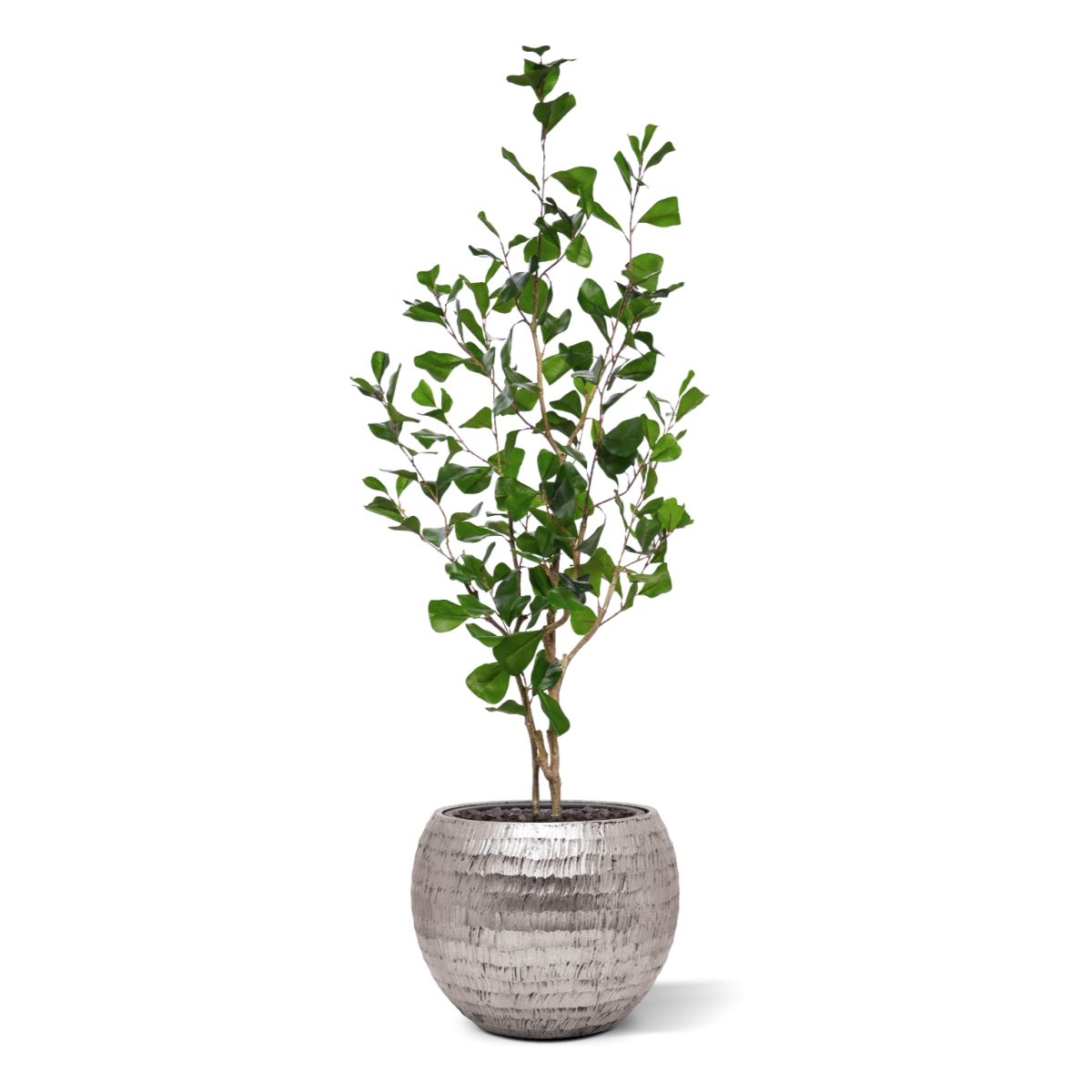 Ficus Triangularis Kunstplant 120cm