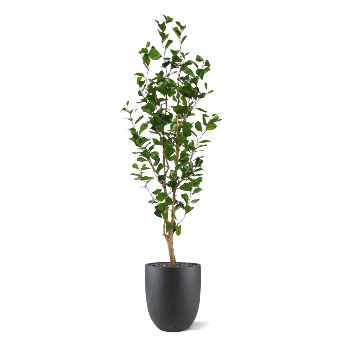 Ficus Triangularis Kunstplant 150cm