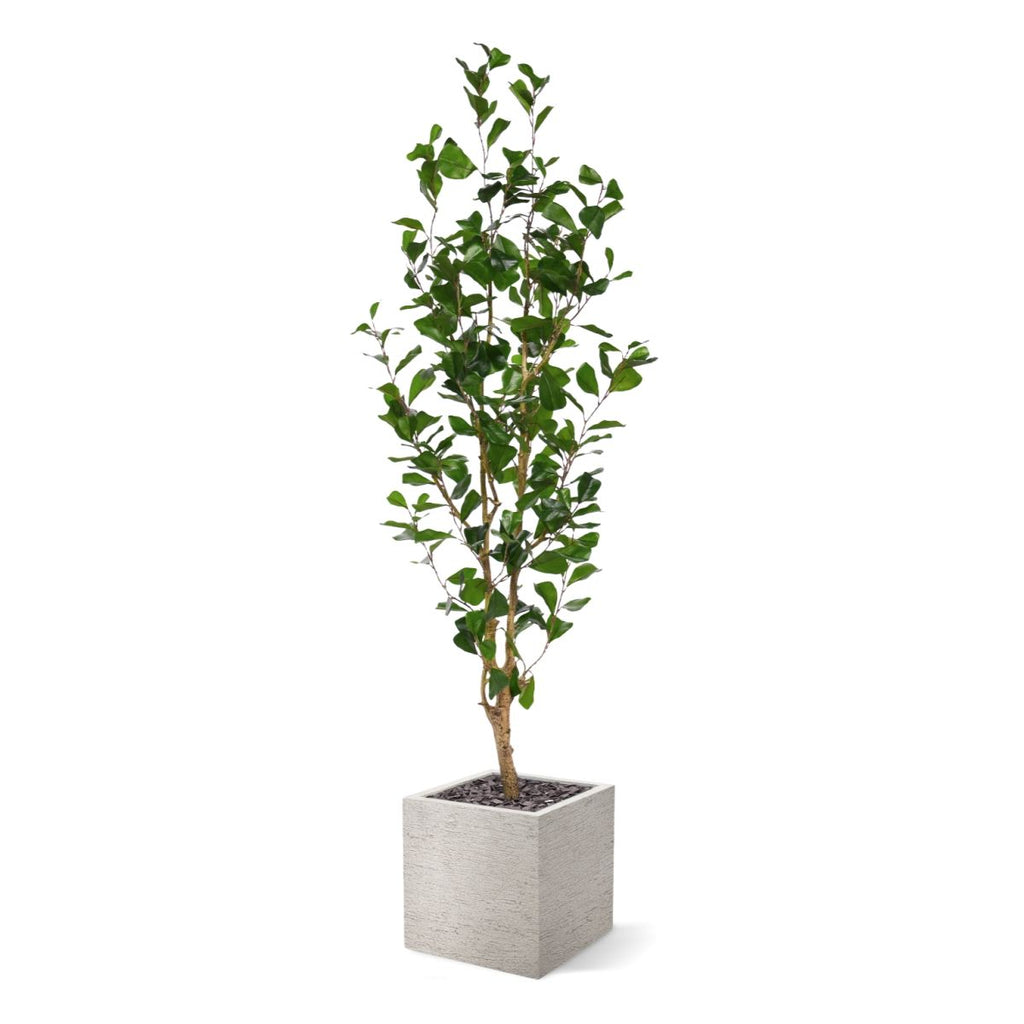 Ficus Triangularis Kunstplant 150cm
