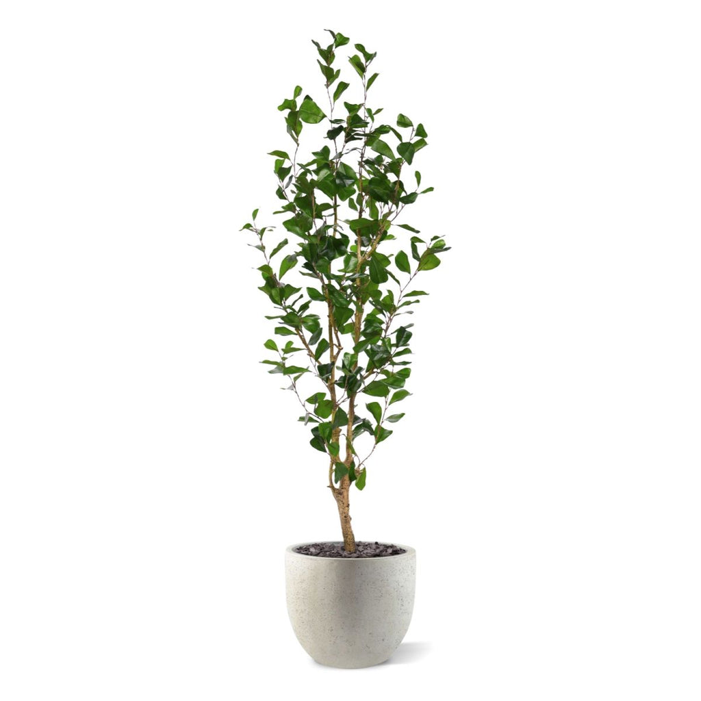 Ficus Triangularis Kunstplant 150cm