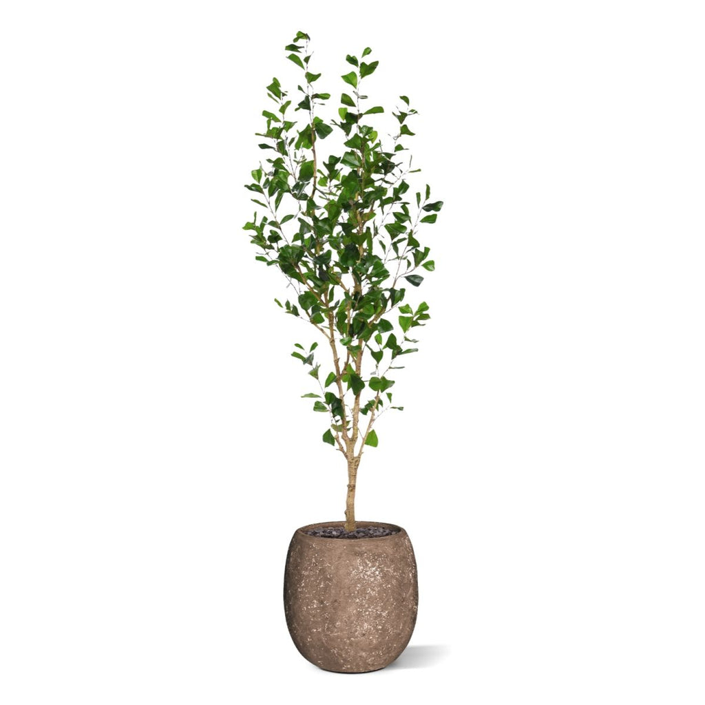 Ficus Triangularis Kunstboom 180cm