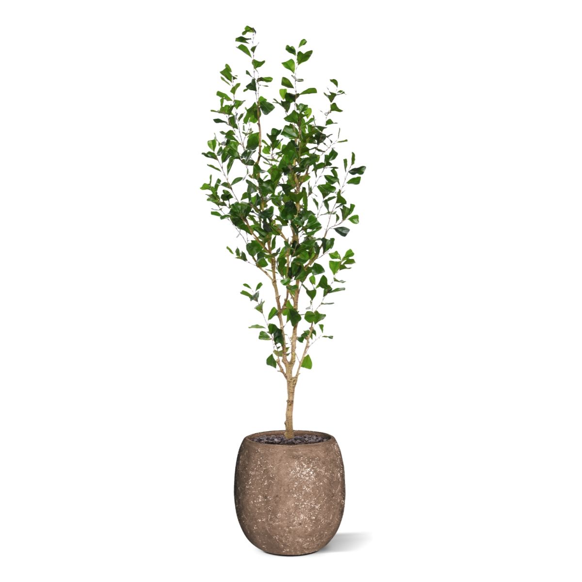Ficus Triangularis Kunstboom 180cm