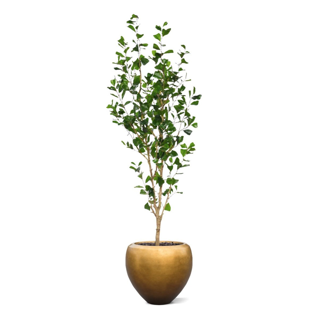 Ficus Triangularis Kunstboom 180cm