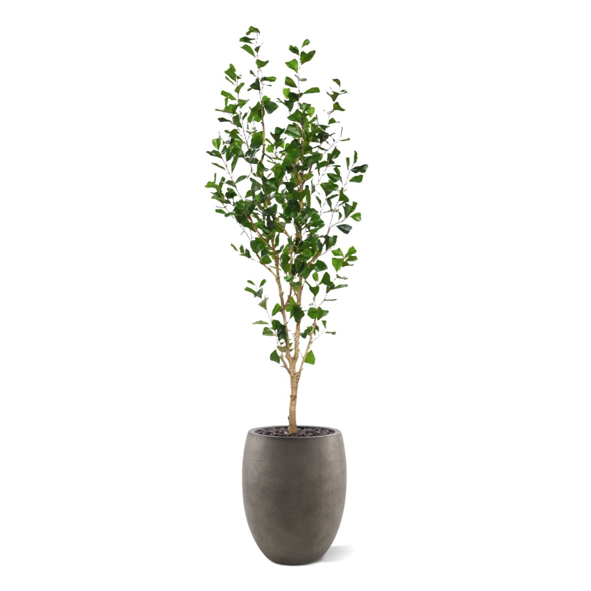 Ficus Triangularis Kunstboom 180cm