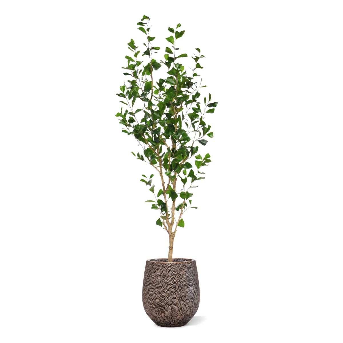 Ficus Triangularis Kunstboom 180cm