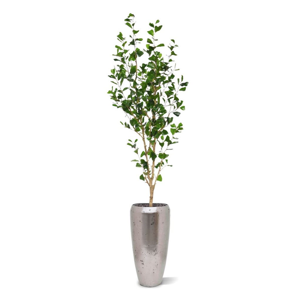 Ficus Triangularis Kunstboom 180cm