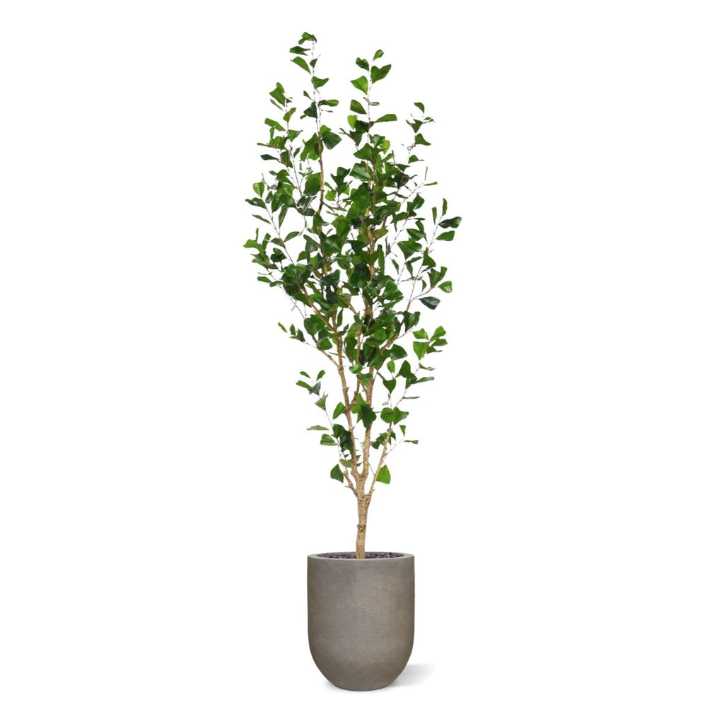 Ficus Triangularis Kunstboom 180cm